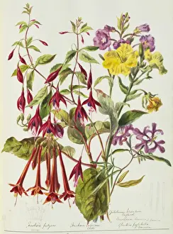 Angiosperm Plant Images Drucke: Various flowers