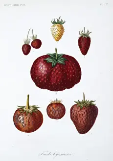 Dicotyledon Plant Illustrations Drucke: Various Fruit