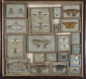 Lepidoptera Collection Drucke: Various lepidoptera