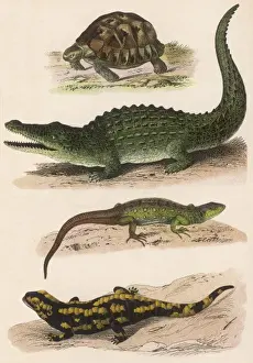 Lizard Species Drucke: Various Lizards