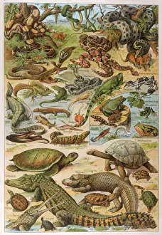 Viele Schlangen und andere Echsen, 1913