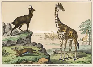 Ruminant Animals Drucke: Various ruminants