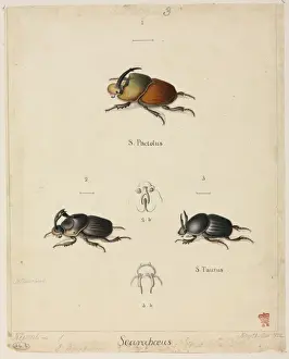 Drucke von Farbuntersatz und Feder von Zeichnungen der Mandibulaten-Insekten Indiens aus dem Thomas-Hardwicke-Sammlung. Jahr: 1822 Mistkäfer Drucke: Viele Scarabäusenarten