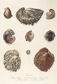 Antique Marine Life Prints Drucke: Various Shells 1835