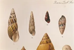 Drucke von Viele Landmuscheln, Datum: 1909/1910 Schnecken Drucke: Viele Schalen