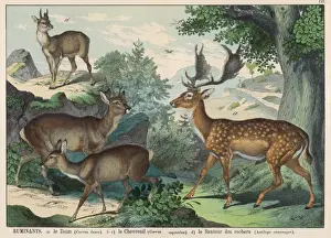 Viele Arten von Rehe