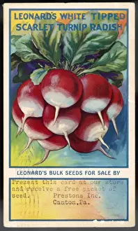 Radish Varieties Drucke: Vegetables / Radishes