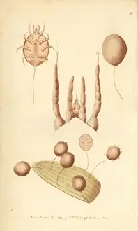 Drucke von Mit Vegetation wohnen Miten mit Vegetation. Die Larve des häufigen Akarusschabenkäfers Acarus coleoptratorum Milben Drucke: Verdiert mit, Acarus vegetans Laufstufe der