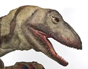 Velociraptor