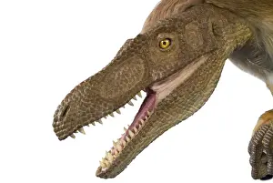 Velociraptor
