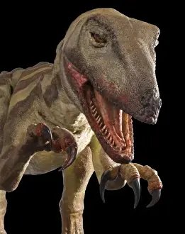 Velociraptor