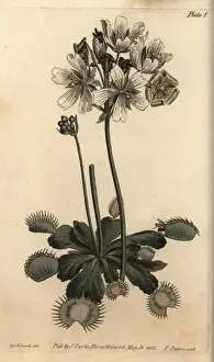 Copperplate Print Art Drucke: Venus flytrap, Dionaea muscipula, carnivorous plant