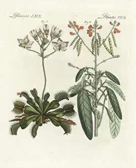 Venus Flytrap Drucke: Venus flytrap and trembling plant