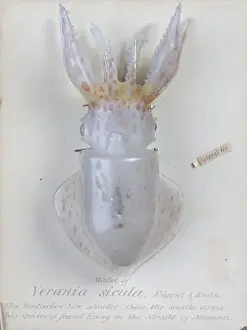 Vergana Sichule, Squid