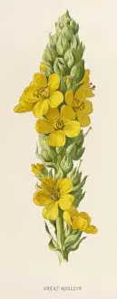 Medicinal Herbs Pictures Drucke: Verbascum Thapsus