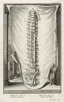 Anatomy Of The Spine Drucke: Vertebrae 2