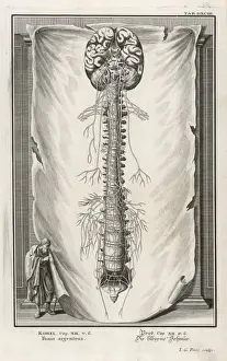 Vertebral Column Anatomy Drucke: VERTEBRAE