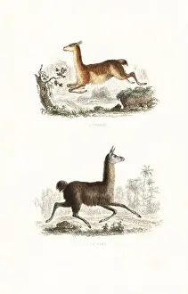Handcolored Prints Drucke: Vicuna and llama