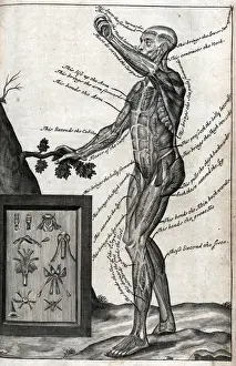 Anatomical Study Drucke: View of male from side