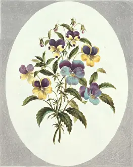 Violette Blume