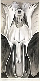 Angiosperm Botanical Art Drucke: Violaeoides