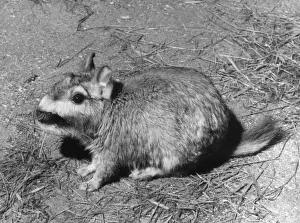 Drucke von Die Plattenviskachas (Chinchilla), ein Roden der Familie Chinchillidae; Datum: Jahrzehnte 60 Chinchillidae Drucke: VISCACHA
