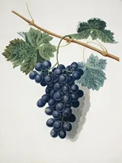 Natural History Museum London Prints Drucke: Vitis sp. black grape