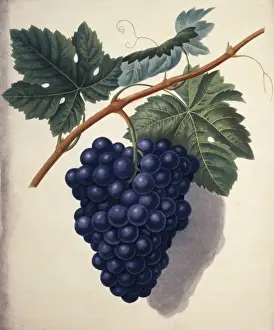 George Brookshaw Drucke: Weintraube Sparte Schwarzes Hamburg