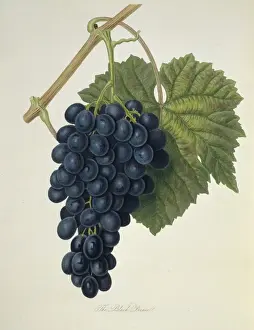 Dicotyledon Flowering Plants Drucke: Vitis sp. grape (Black Prince Grape)