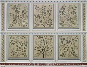 Vitis Vinifera Images Drucke: Vitis vinifera, grape