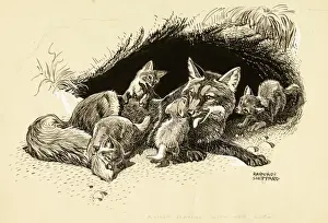 Eine Vixen mit ihren Käfern