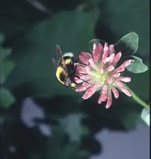 Arthropod Pictures Drucke: Volucella sp. hover-fly