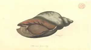 Australasian Wildlife Art Drucke: Volute shell
