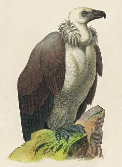 Vulture Bird Of Prey Drucke: VULTURE