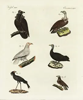 Drucke von Geier und Adler... Schwarzgeier, Aegypius monachus 1, Weißrumpfgeier, Neophron percnopterus 2, Haubenweih, Haliaeetus leucocephalus 3, Schmutzgeier, Cathartes aura 4 Leucocephalus Drucke: Geier und Adler
