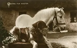 Horses In The Countryside Drucke: Waiting For Master