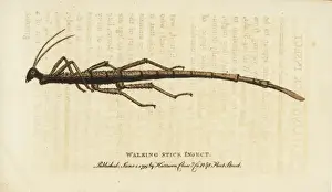 George Edwards Prints Drucke: Walking stick insect