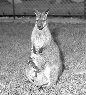 Marsupial Animals Drucke: Wallaby with Joey