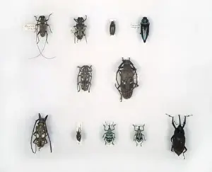 Longhorned Beetle Species Drucke: Wallaces beetles