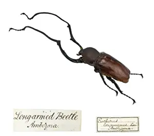 Coleoptera Species Identification Drucke: Wallaces Long armed beetle