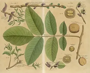 English Walnut Images Drucke: Walnut / Leaves / Branch &c