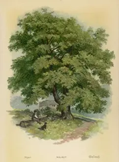 Gerahmter Druck : Walnut Tree Gerahmter Druck : Walnut Tree