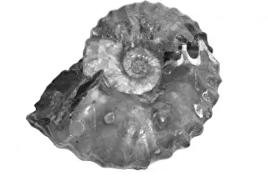 Cephalopod Marine Life Drucke: Wasatchites tridentinus, ammonoid