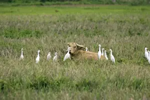 Drucke von Wasserbüffel - umgeben von Kuhägern (Bubulcus ibis ), fressen sich um die Büffelweltgenießen den Bubalus bubalis ). Philippinen -Bohol-Februar Bubalis Drucke: Wasserbock - umgeben von Kuhägern (Bubulcus ibis)