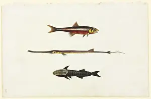 Wasserfarbkunst 58 aus der Watling-Sammlung