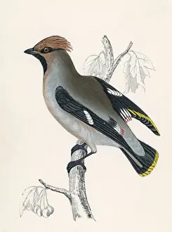 Historical Birds Of Prey Drucke: Waxwing (Morris)