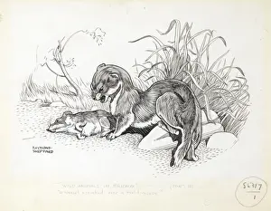 Füchse und Feldmaus