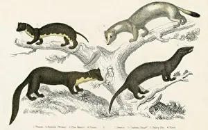 Drucke von Der Wechsel und einige Verwandte (oben links) Weisel oben rechts Erminze im Winter unten links Fuchse aus dem Kieferbaum unten rechts Viszont oder Marder Datum: um 1830 Kiefer Marder Drucke: Füchse und Verwandte
