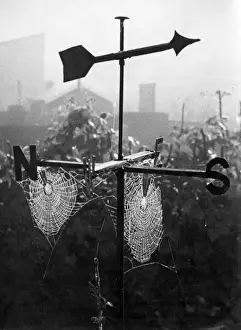 Weathervane & Web