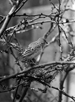 Vintage Bird Pictures Drucke: Weaver Bird